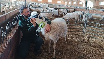 Foto de Collares de seguimiento para analizar el pastoreo de las ovejas en la zona de montaa