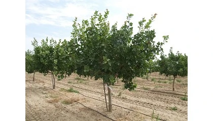Foto de Estado de las plantaciones de pistachero en Castilla y Len: relaciones entre fenologa y condiciones agroclimticas
