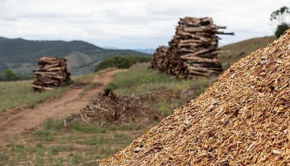 Foto de La energa que viene del bosque: la apuesta de Veolia por la biomasa