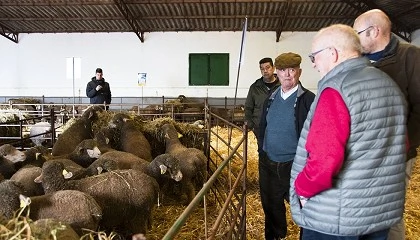 Foto de Rcord de demanda para la subasta de ganado Merino Precoz de la Diputacin de Cceres