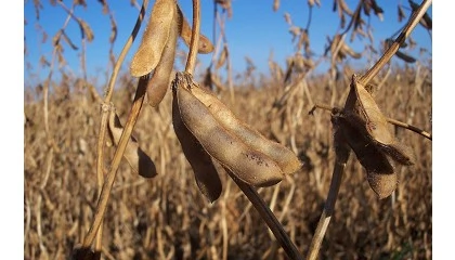 Foto de El agro brasileño está preparado para aprovechar la guerra comercial iniciada por Trump