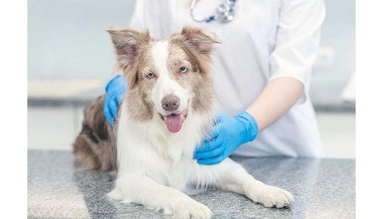 Foto de La farmacovigilancia veterinaria, una herramienta esencial para el mejor uso de los medicamentos