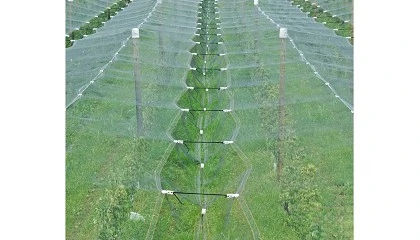 Foto de Carmo Wood refora proteo agrcola com instalao de 2,5ha de estruturas anti-granizo em Odemira e Alcobaa