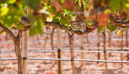 Foto de 'O futuro da irrigao da vinha'
