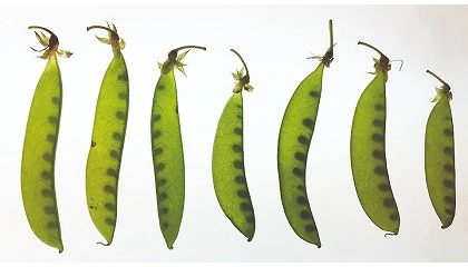 Foto de Protenas alternativas no futuro da alimentao