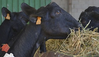 Foto de Una buena alimentacin como clave para la sanidad y produccin de las cabras lecheras