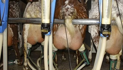 Foto de Alto valor nutricional de la leche de cabra y elevado contenido en calcio y proteínas
