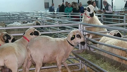 Foto de La Feria Churra impulsa nuevas soluciones para el futuro y el bienestar de la raza