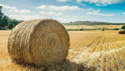 Foto de Impulso a la produccin local de forrajes de calidad para fortalecer la ganadera en Euskadi