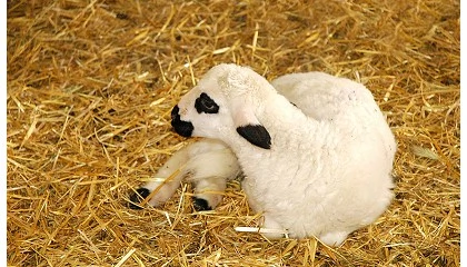 Foto de Lonja Agropecuaria de Segovia - Cotizaciones de Ovino y Porcino (Semana 18, 30/4/2025)