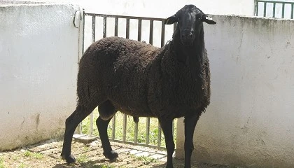 Foto de La feria Expovicaman acoge el Concurso-Subasta Nacional de la raza Manchega