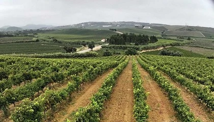 Foto de Inovao na monitorizao inteligente para otimizao da poda em verde e acompanhamento da maturao das uvas
