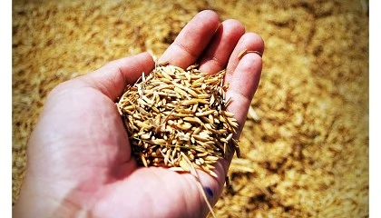 Foto de El salvado de arroz tiene un gran potencial para convertirse en un recurso biotecnológico de alto valor