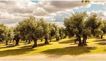 Foto de Novo mtodo para monitorizar mais eficazmente a mosca da azeitona