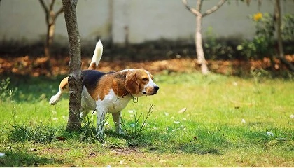 Foto de Cmo detectar y tratar los primeros sntomas de una infeccin de orina en nuestro perro