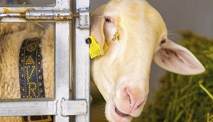 Foto de Adjudicados todos los ejemplares de Manchega en Expovicaman con un precio medio de 998 euros