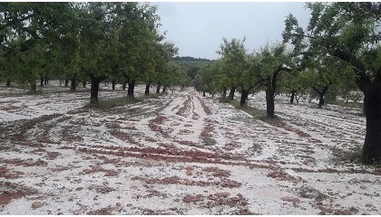 Foto de UPA constata "graves pérdidas" en más de 120.000 hectáreas de cultivo a causa de las tormentas