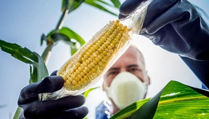 Foto de Inteligncia artificial e a gentica podem ajudar os agricultores a cultivar milho com menos fertilizantes