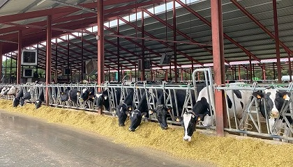 Foto de Los aditivos en la alimentacin del vacuno de leche