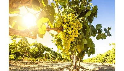 Foto de Efectos del bioestimulante 'Equilibrium' en vi�edo: mejora de la madurez, composici�n y expresi�n arom�tica en uvas Chardonnay