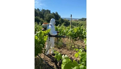Fotografia de Catalunya inicia nuevos ensayos para desarrollar productos antimildiu en viticultura ecológica