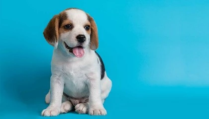 Foto de ¿Cuál es la alimentación más adecuada para un cachorro?