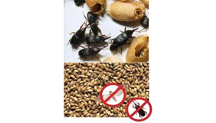 Foto de Protección de graneros y almacenes frente a gorgojos y otras plagas con SilicoSec
