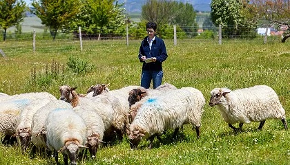 Foto de Factores que afectan a la aplicacin eficaz en campo de la inseminacin artificial en ovino
