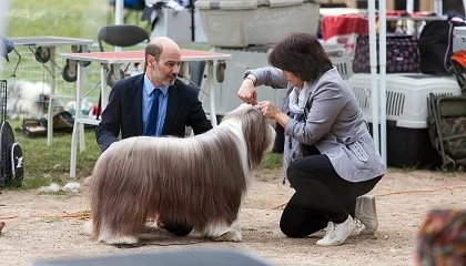 Foto de Bearded collie: morfologa, seleccin y cra