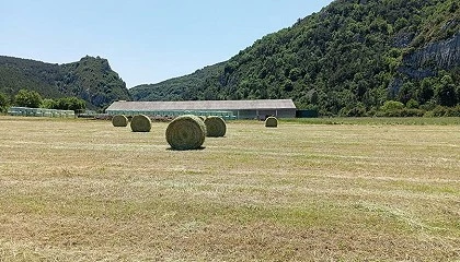 Foto de Importancia de la recoleccin de forrajes de calidad para una ganadera ms rentable y sostenible