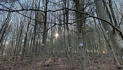Foto de Neiker lanza el Marteloscopio de Arronategi para ensayar estrategias de gestin forestal sin alterar el entorno