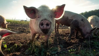 Picture of Del cerdo, hasta sus andares