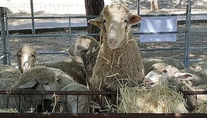 Foto de La Finca La Cocosa impulsa la mejora gentica de la raza Merina en Badajoz