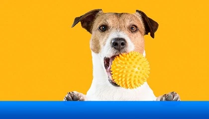 Foto de M�s que un juego: estrategia y salud en el sector pet care