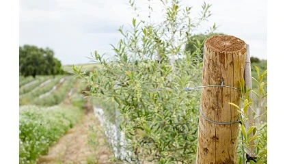 Foto de CarmoFarm refora liderana em estruturas agrcolas