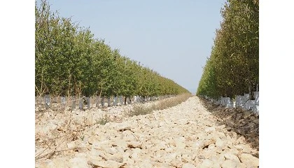 Foto de Sustentabilidade da amndoa europeia ajuda a combater as alteraes climticas na Pennsula Ibrica