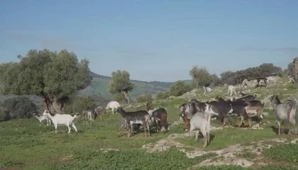 Foto de El Zoobotnico de Jerez incorpora varios ejemplares de Cabra Payoya a su nueva granja