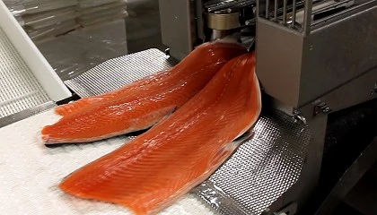 Foto de Fiabilidad comprobada: la soluci�n Marel de fileteado asequible que marca la diferencia