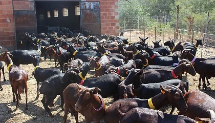 Foto de Desaparece en cinco aos el 40% de las granjas de ovino y caprino de leche en la Comunidad Valenciana