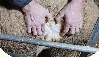 Foto de Ovign ofrece un nuevo servicio de anlisis de calidad de lana para Merino y Castellana