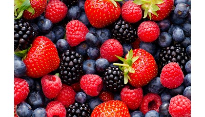 Foto de Campaa positiva de berries aunque con menor rentabilidad