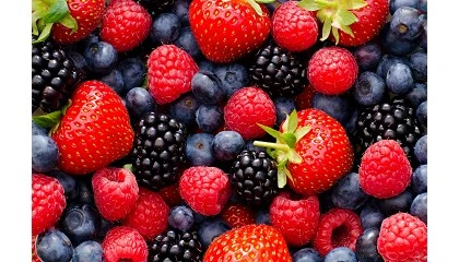 Foto de Campaa positiva de berries aunque con menor rentabilidad