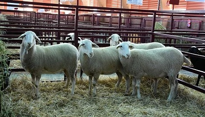 Foto de Aumenta en los ltimos aos la prolificidad en los rebaos de la raza ovina Castellana