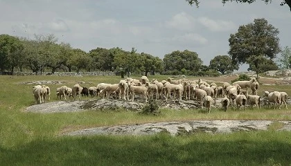 Foto de La Extensin de Norma de Interovic prev aportaciones de ganaderos de 0,08 y 0,09 euros por cabeza