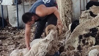 Foto de La campaa de esquila de la raza ovina Lojea concluye con dificultades para el sector