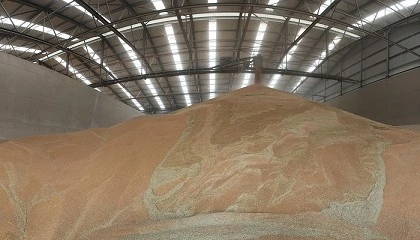 Foto de La detección de insectos en los productos almacenados: perspectiva actual y futura sobre el diagnóstico molecular