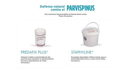 Foto de Bioline Iberia lanza una web para combatir el Thrips parvispinus