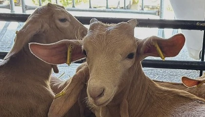 Foto de Cabrama destaca la productividad y la resiliencia de los ejemplares de Cabra Malaguea