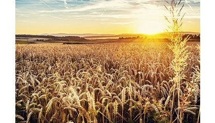 Foto de Cooperativas confirma la previsión de cosecha de cereales en España, la segunda mayor desde 1990