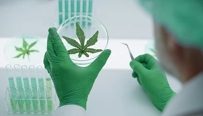 Foto de Nuevo marco regulatorio del cannabis medicinal